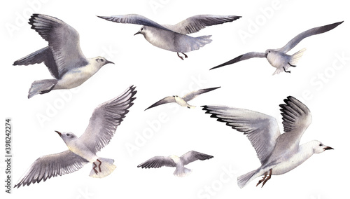 Watercolor seagulls on a white background