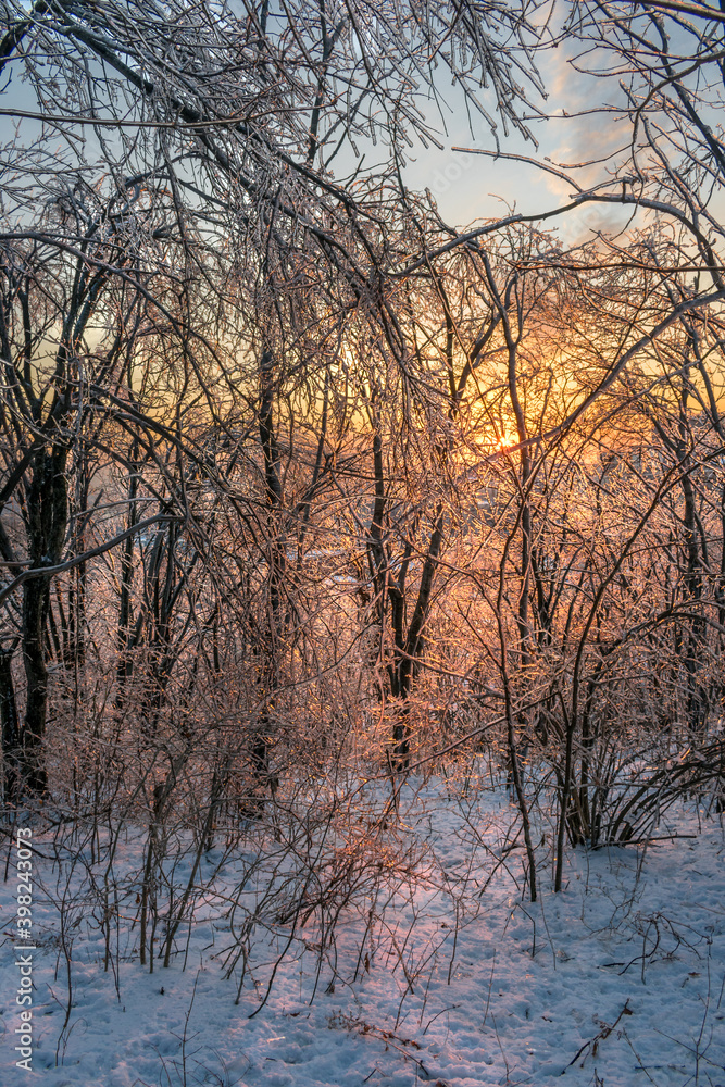 Naklejka premium Sunset in the winter forest illuminating ice-covered tree branches