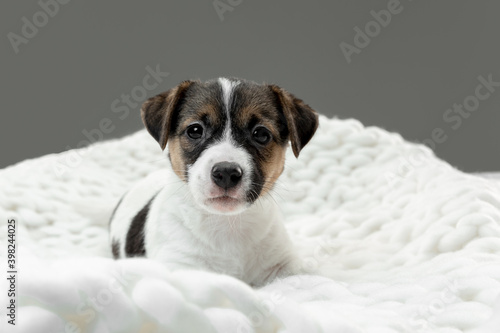Little young dog posing serious. Cute playful brown white doggy or pet lying down in plaid on gray studio background. Concept of friendship, care, pets love. Looks delighted, funny. Copyspace for ad.