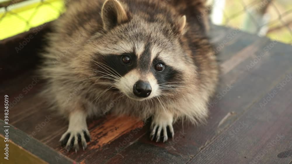 Normal Looking Racoon Close up head shot of a common raccoon. Animal magazine. Coon hides ...