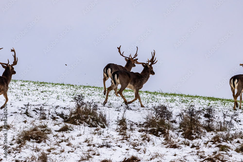 Fallow deer buck (Dama dama)in winter season. Fallow deer buck (Dama dama)in winter season.