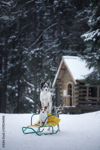 two dogs big and small in the winter. Jack Russell Terrier and Border Collie on a sled © annaav