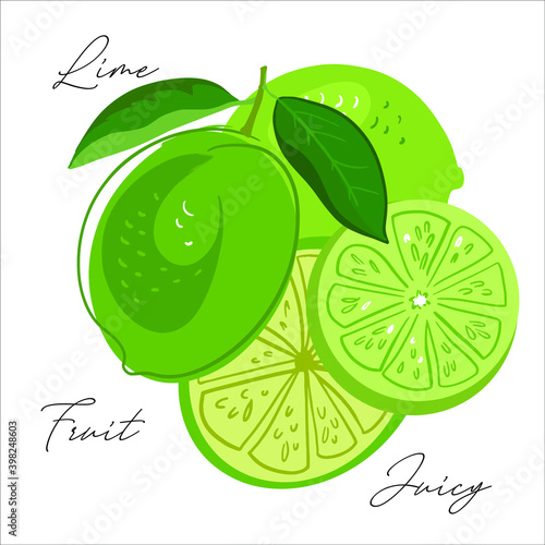 The lime fruit is simplified, stylized for logo, design, backgrounds, patterns. Vector illustration, handmade, full color.