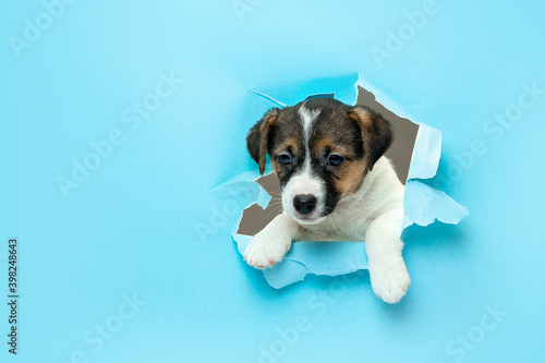 Fototapeta Naklejka Na Ścianę i Meble -  Cute and little doggy running breakthrough blue studio background purposeful and inspired, attented. Concept of motion, action, movement, goals, pets love. Looks delighted, funny. Copyspace for ad.