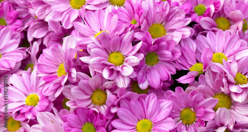 Pink chrysanthemums daisy flower