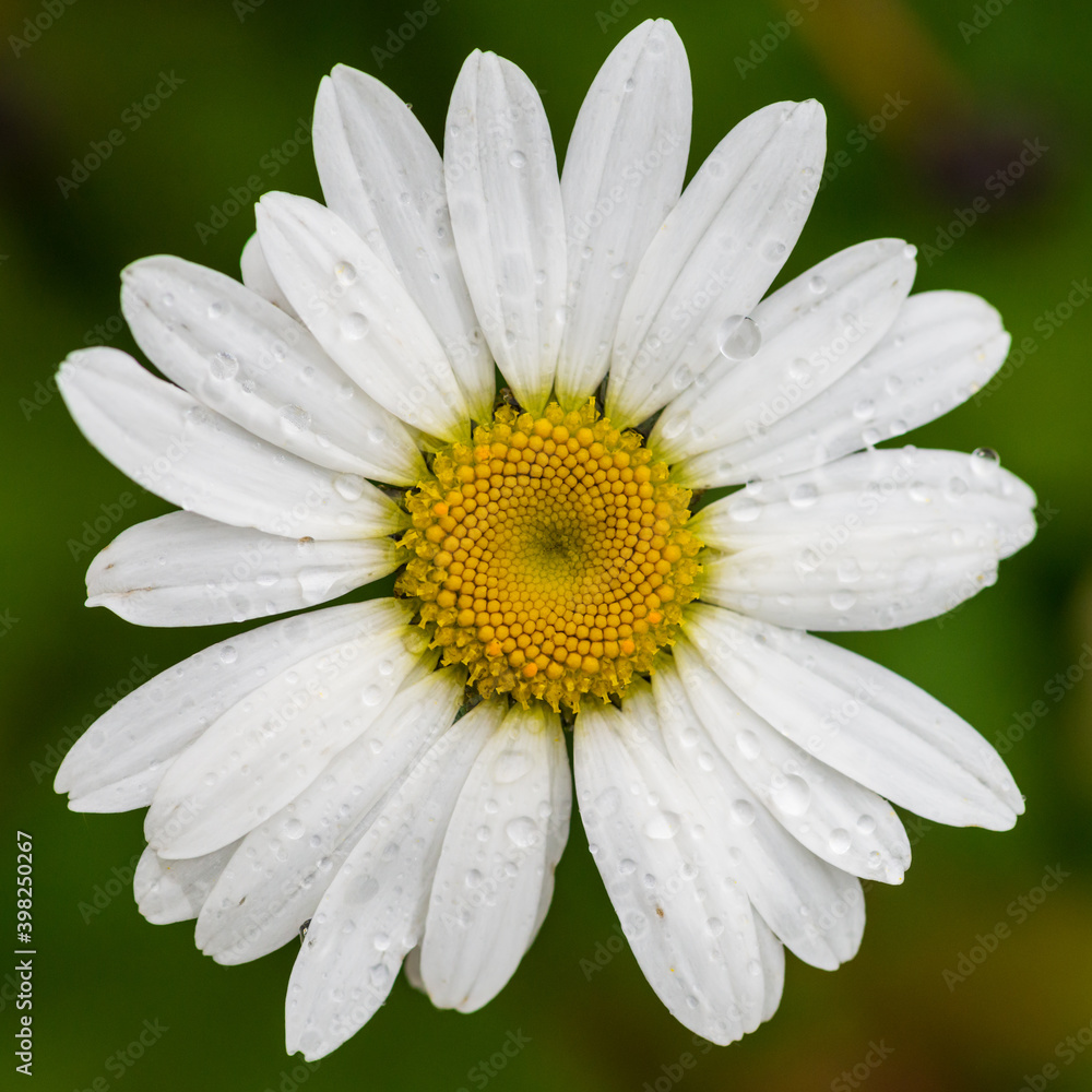 Fototapeta premium White Oxeye