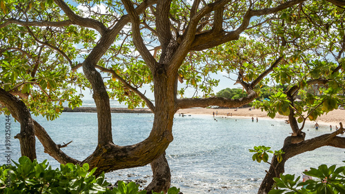 Fototapeta Naklejka Na Ścianę i Meble -  tree and tropical beach in Hawaii