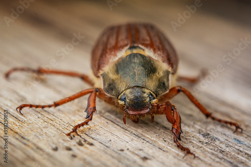 May beetle sits on a wooden background © Vladyslava