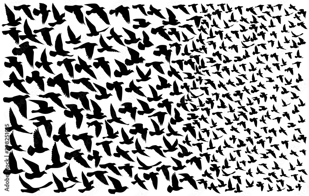 Flying birds silhouettes on isolated background. Vector illustration. isolated bird flying. tattoo and wallpaper background design. sky and cloud with fly bird. color shade palette. Flying birds silhouettes on isolated background. Vector illustration. isolated bird flying. tattoo and wallpaper background design. sky and cloud with fly bird. color shade palette.