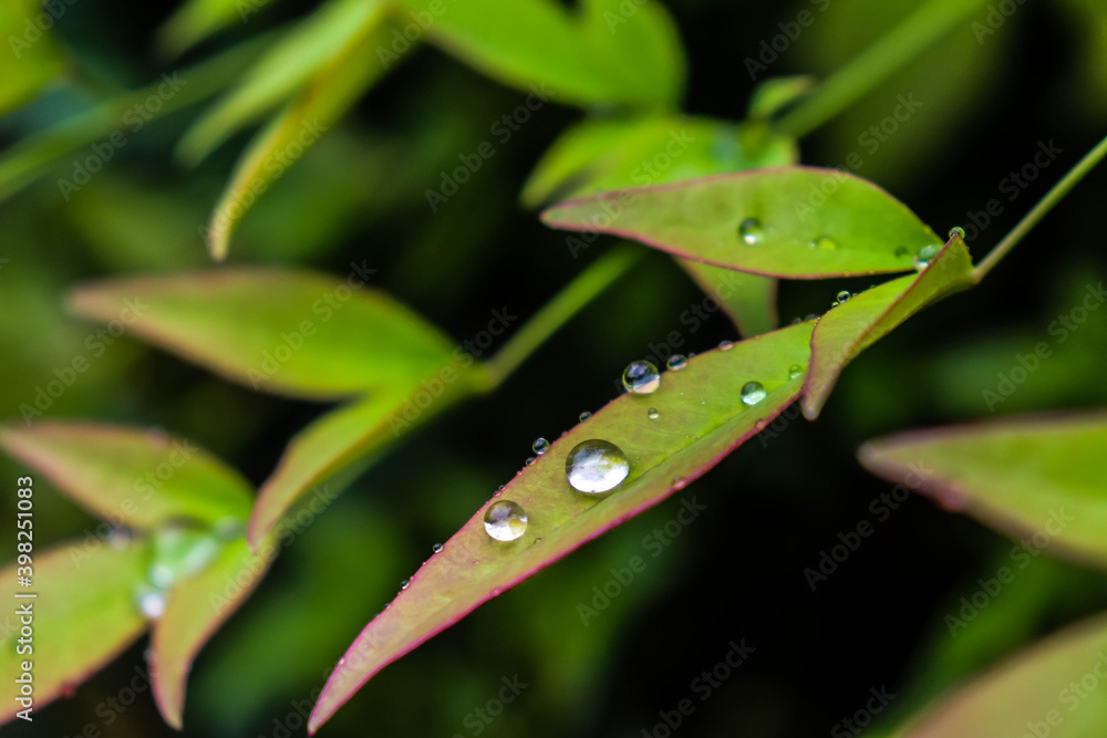 water drops on a leaf water drops on a leaf