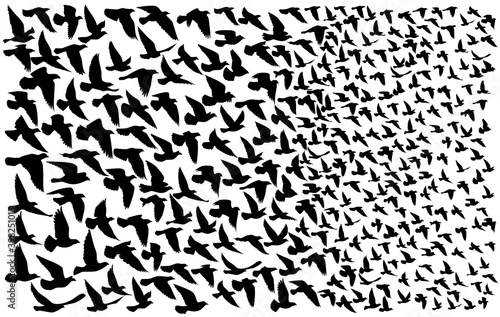 Flying birds silhouettes on isolated background. Vector illustration. isolated bird flying. tattoo and wallpaper background design. sky and cloud with fly bird. color shade palette.