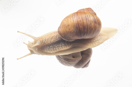 Helix pomatia. snails on transparent glass. mollusc and invertebrate. delicacy meat and gourmet food.