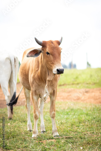 gado no pasto