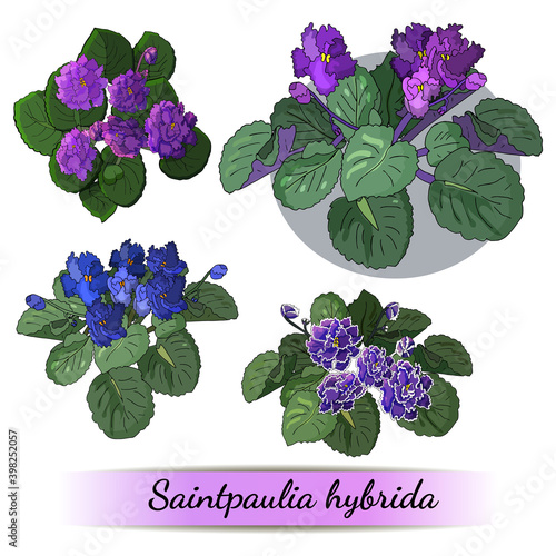 Set of Saintpaulia isolated on white background