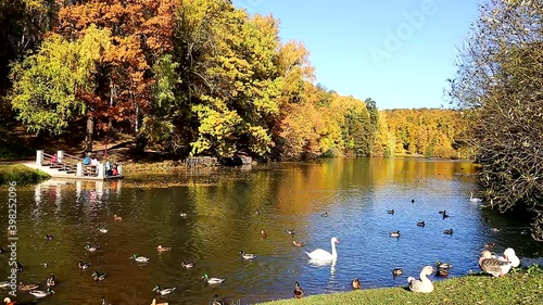 Autumn pond with floating ducks, geese and swans. 