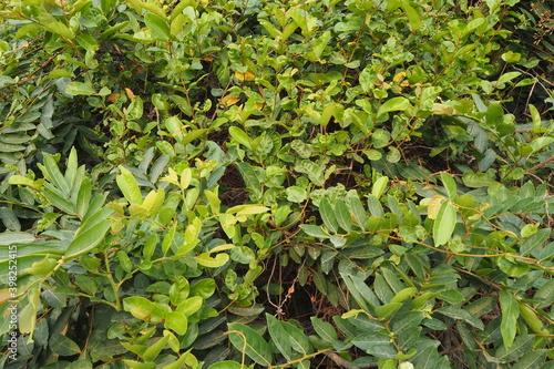 Wallpaper Mural OLYMPUS DIGITAL CAMERA Torontodigital.ca