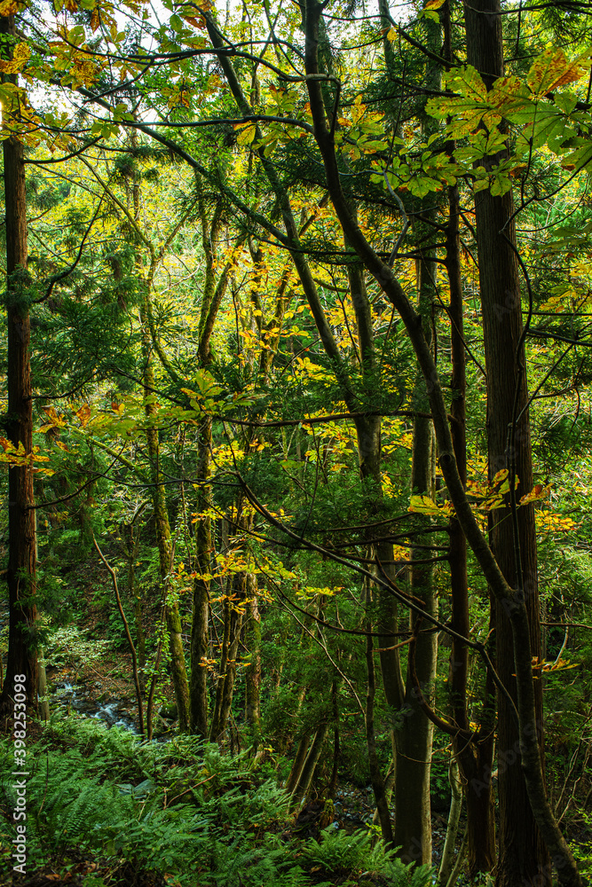 Obraz premium 兵庫県・吉滝近傍