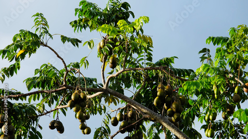 Ambarella (Spondias dulcis) tree with many fruits hanging from the branches. photo
