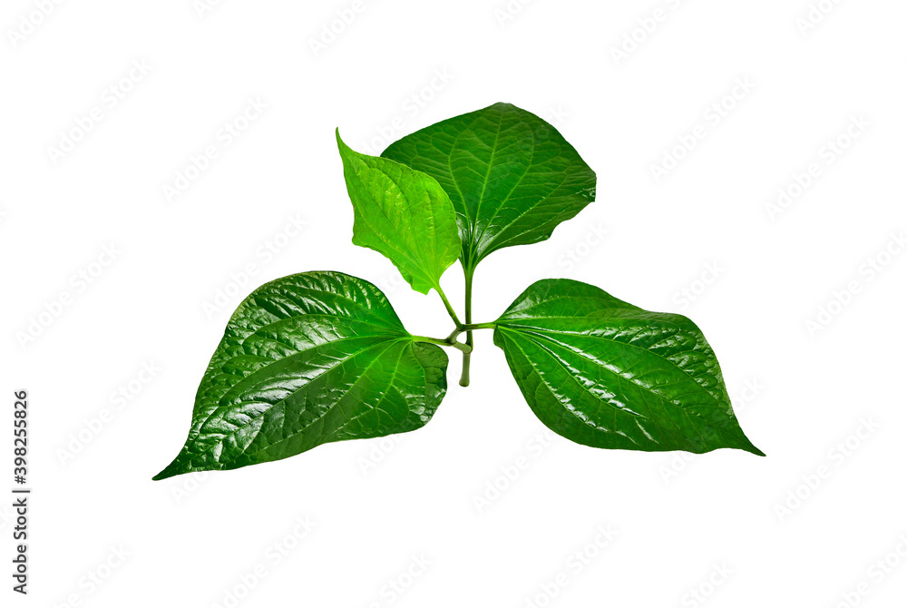Green Piper betel leaf isolated on the white background. Thai herb, Thai food (Wildbetal Leafbush) (Piper sarmentosum Roxb) - obrazy, fototapety, plakaty 