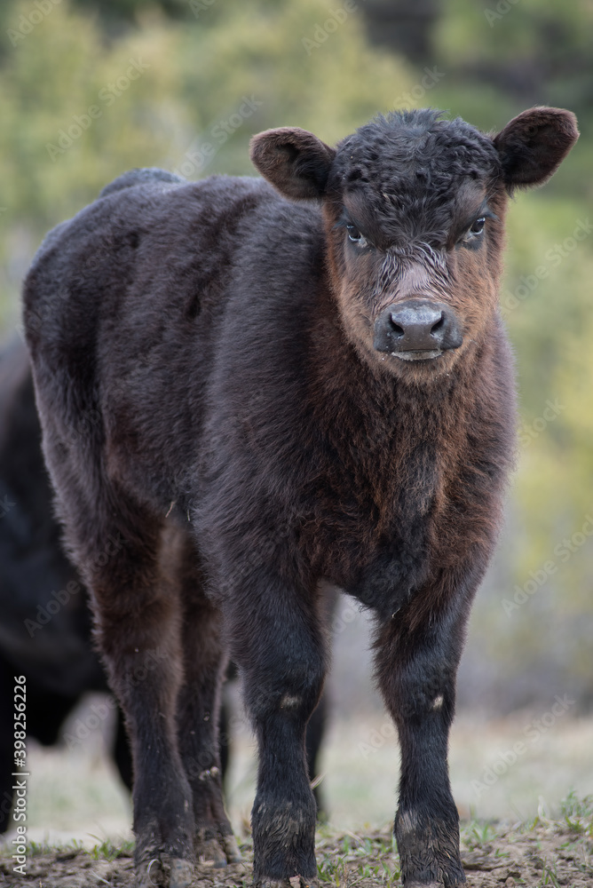 A black calf stares unafraid at the camera A black calf stares unafraid at the camera