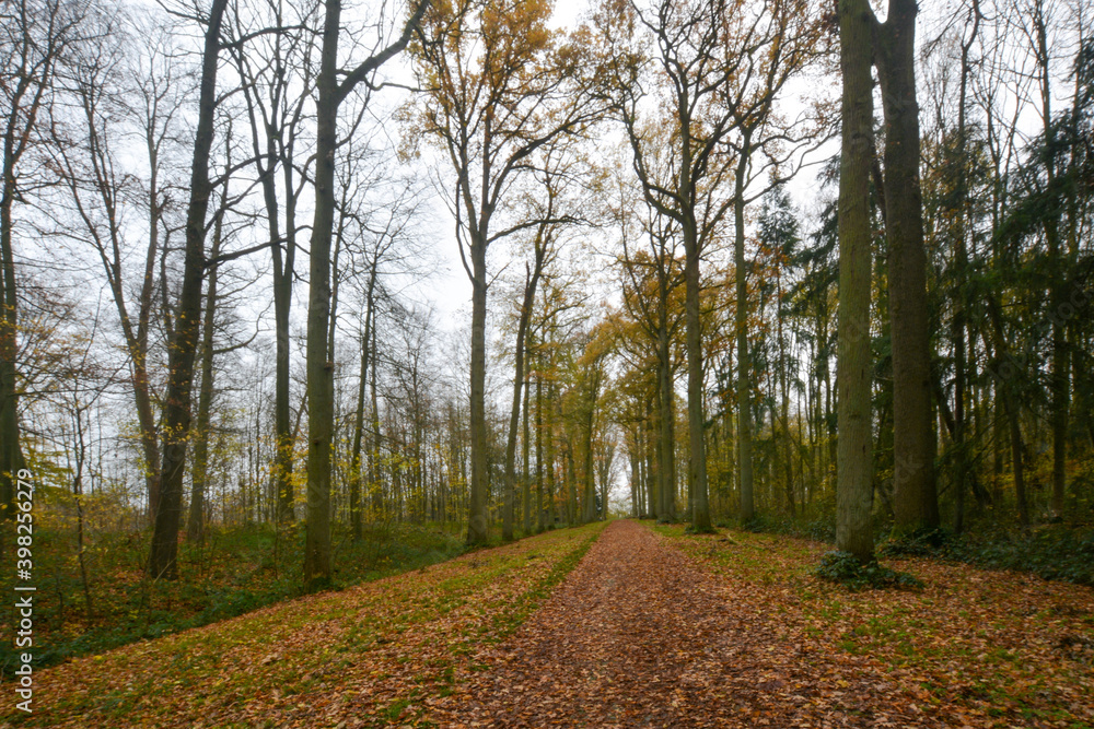 Fototapeta premium Vue d'une forêt en hiver