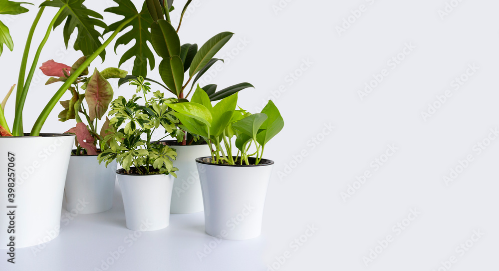 many Araceae liana houseplant - Ficus elastica, Scindapsus Aureus Neon, Schefflera Arboricola Janine, philodendron, Syngonium Neon Pink a potted plant isolated. group of plants in white pots on white