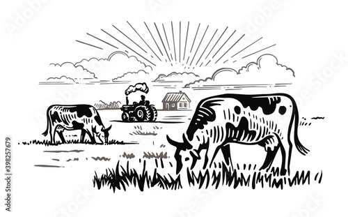 cows chewing grass on background of farm