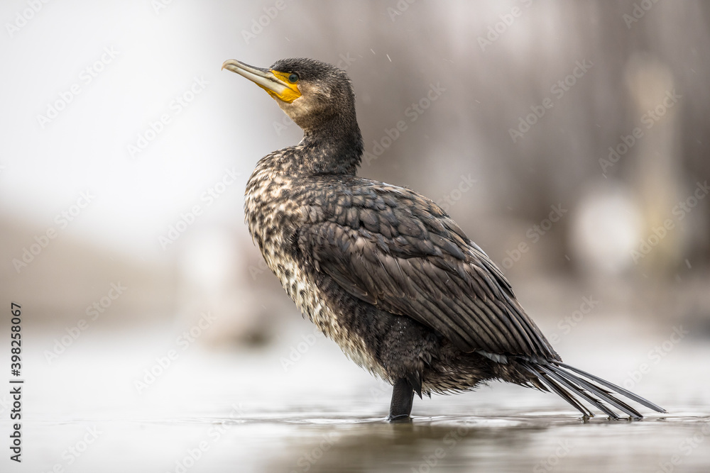 Fototapeta premium Great cormorant standing in rain