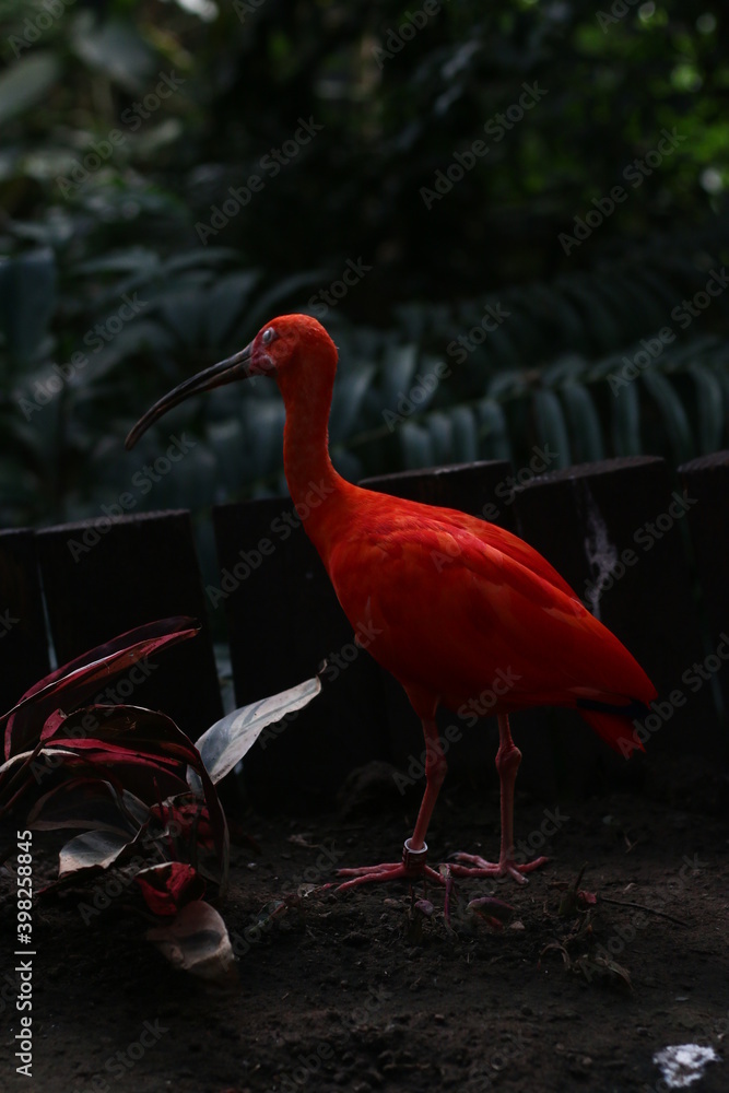 Red tropical bird - obrazy, fototapety, plakaty 