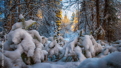Winter forest landscape with fluffy snow on trees