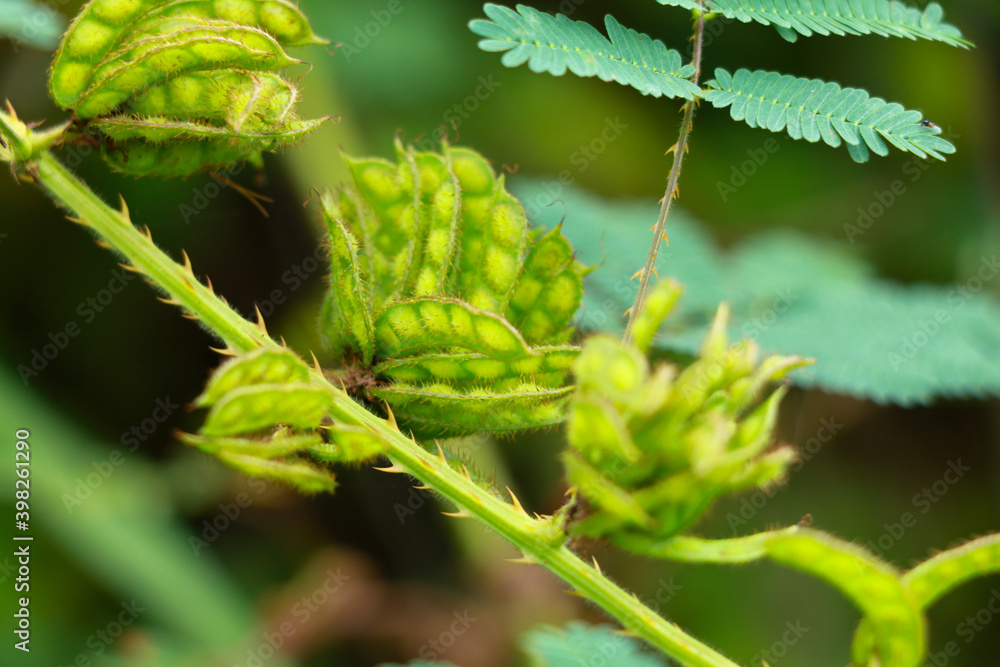 Seeds of giant sensitive plant or Mimosa diplotricha Seeds of giant sensitive plant or Mimosa diplotricha