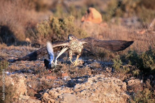 The Bonelli's eagle (Aquila fasciata) chasing its typical prey - bird, pigeon. Hawk eagle chasing a pigeon in the Spanish mountains. photo