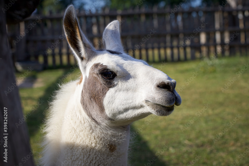 Close up photo of a lama.