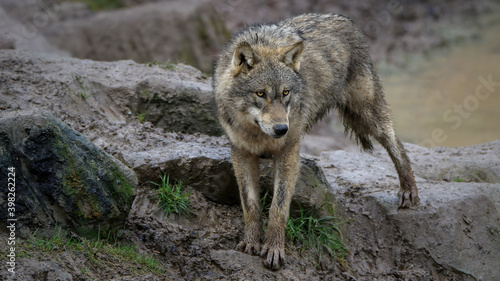 Obraz na płótnie Loup gris w salonie