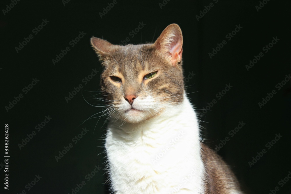 Fototapeta premium Portrait of a cute cat resting under the sun
