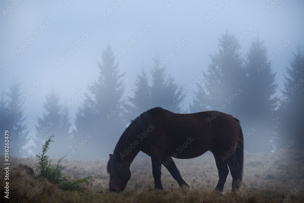 foggy early twilight in the forest. Horse grazing in a meadow in the fog among the trees in the forest. Soft selective focus. foggy early twilight in the forest. Horse grazing in a meadow in the fog among the trees in the forest. Soft selective focus.
