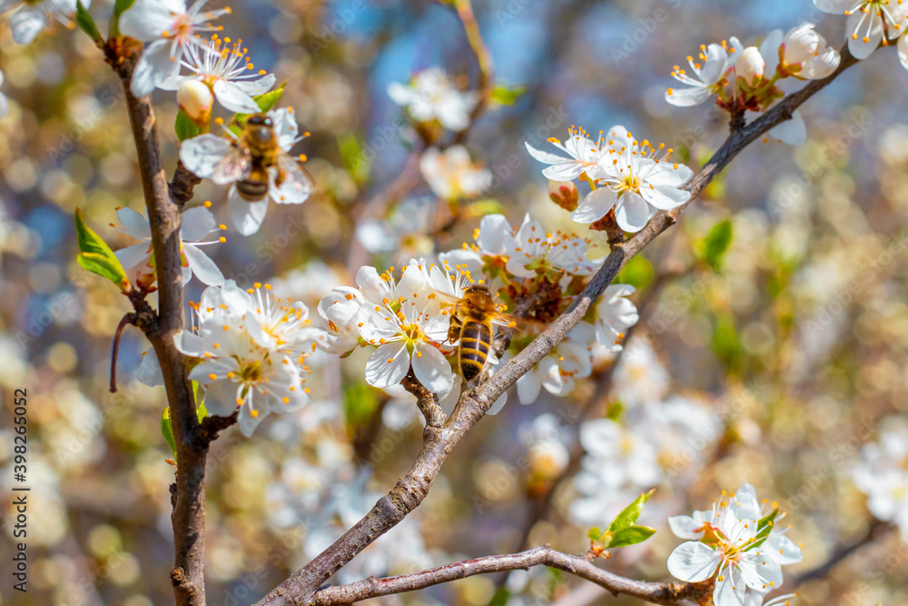 Spring background, flowering trees. Plum flowers on a tree in sunny weather Spring background, flowering trees. Plum flowers on a tree in sunny weather