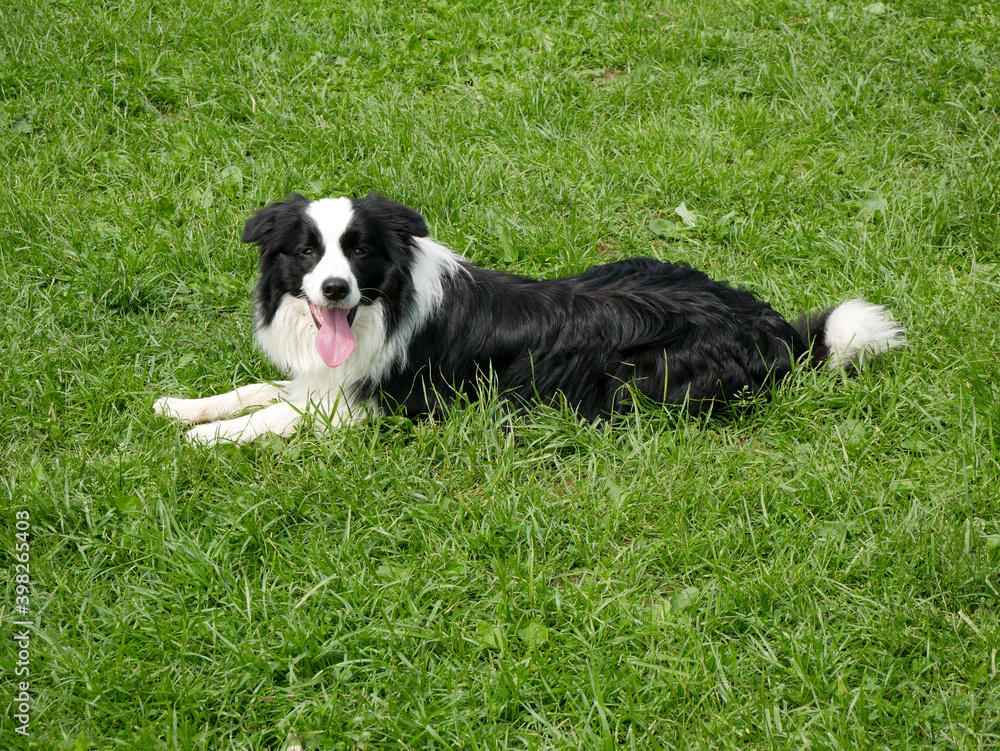 Border collie sheepdog in the grass - closeup. Border collie sheepdog in the grass - closeup.