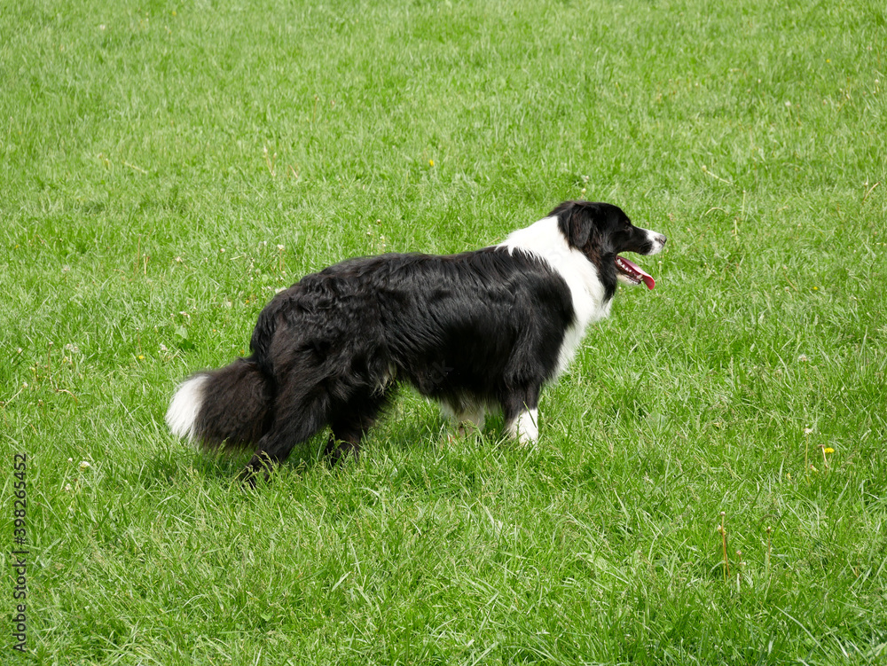 Border collie sheepdog in the grass - closeup. 