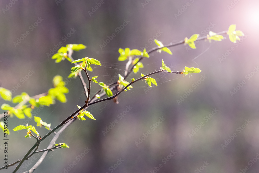 Tree branch with young green leaves in the sunlight Tree branch with young green leaves in the sunlight