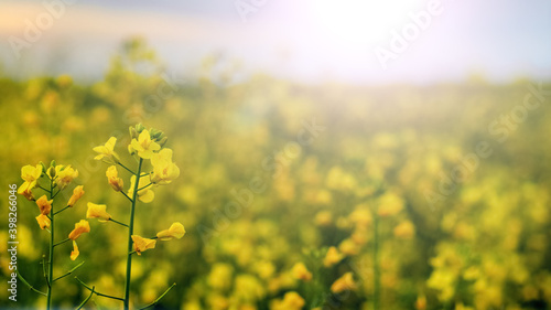 Yellow rapeseed flowers in the field, blooming rapeseed field
