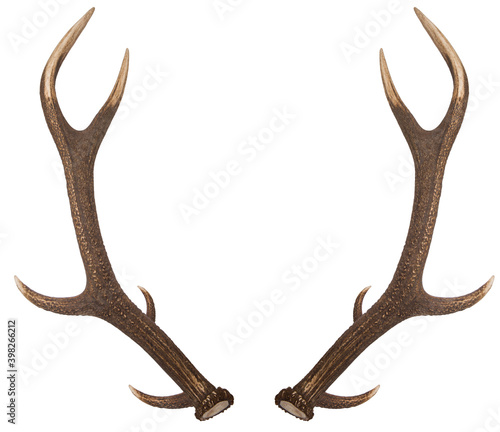 Pair of red deer antlers on a white background. 