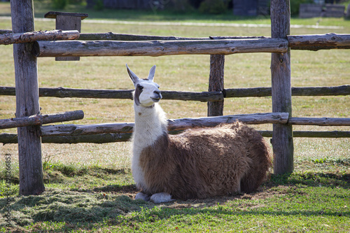 Portrait of lama on farm.