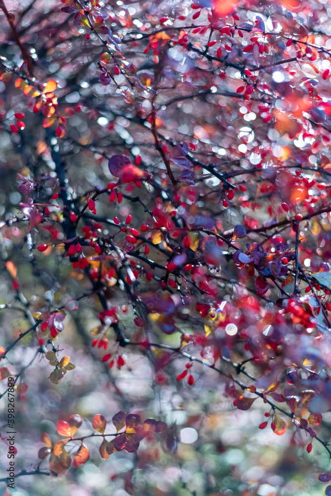 Blurred winter backgroun, barberry branch with red berries for any design