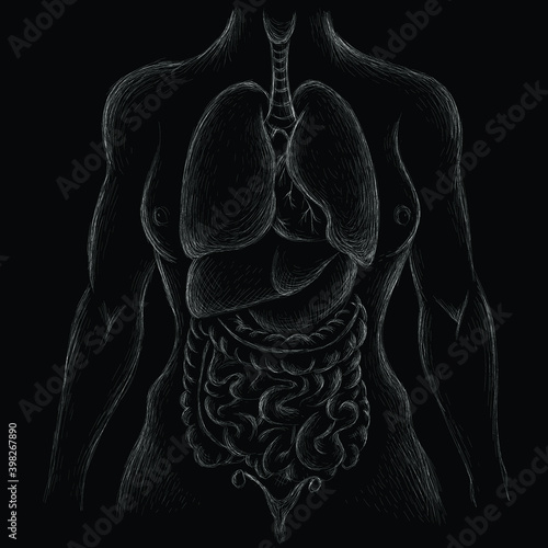 This is a graphic layout of a woman's internal organs for anatomical atlas, medicine or medical literature.