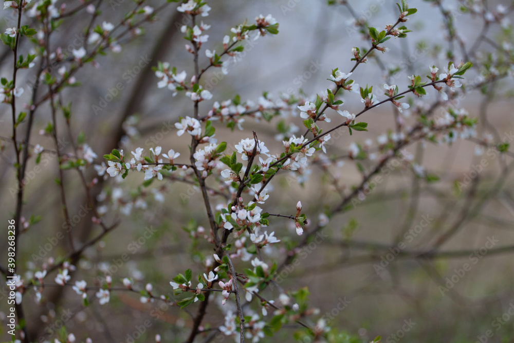 Prunus subg. Cerasus is a subgenus of Prunus, characterised by having the flowers in small corymbs of several together, and by having smooth fruit with only a weak groove along one side, or no groove. Prunus subg. Cerasus is a subgenus of Prunus, characterised by having the flowers in small corymbs of several together, and by having smooth fruit with only a weak groove along one side, or no groove.