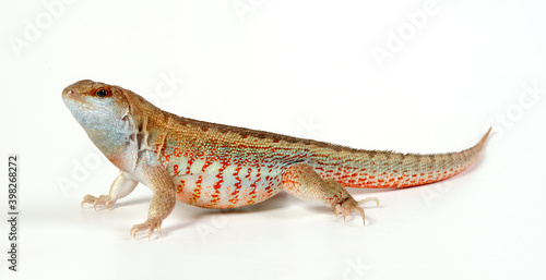 Hispaniolan curlytail lizard // Schreibers Glattkopfleguan  (Leiocephalus schreibersii) photo