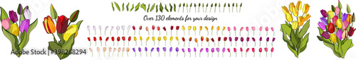 Beautiful Wild blooming tulip set in a hand drawing style