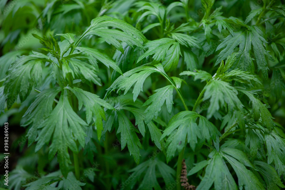 Artemisia vulgaris, the common mugwort, is a species of flowering plant in the daisy family Asteraceae. Mugworts have been used medicinally and as culinary herbs. Artemisia vulgaris, the common mugwort, is a species of flowering plant in the daisy family Asteraceae. Mugworts have been used medicinally and as culinary herbs.
