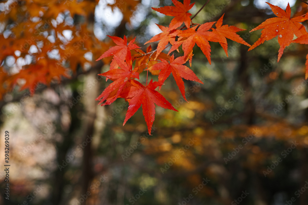 赤く色付いたもみじの葉